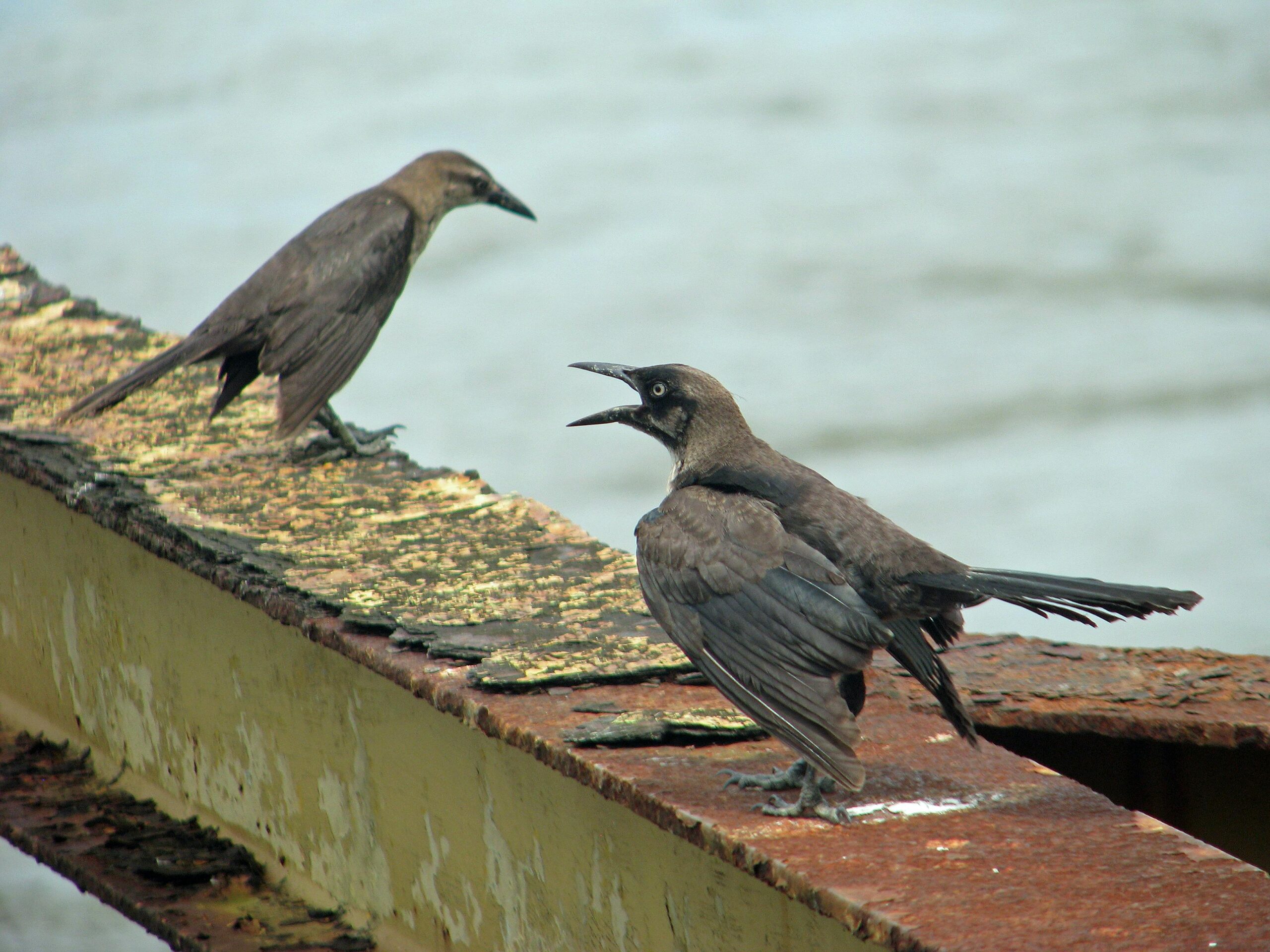 Two great-tailed grackles perched and interacting on a rusty steel beam by the coast.