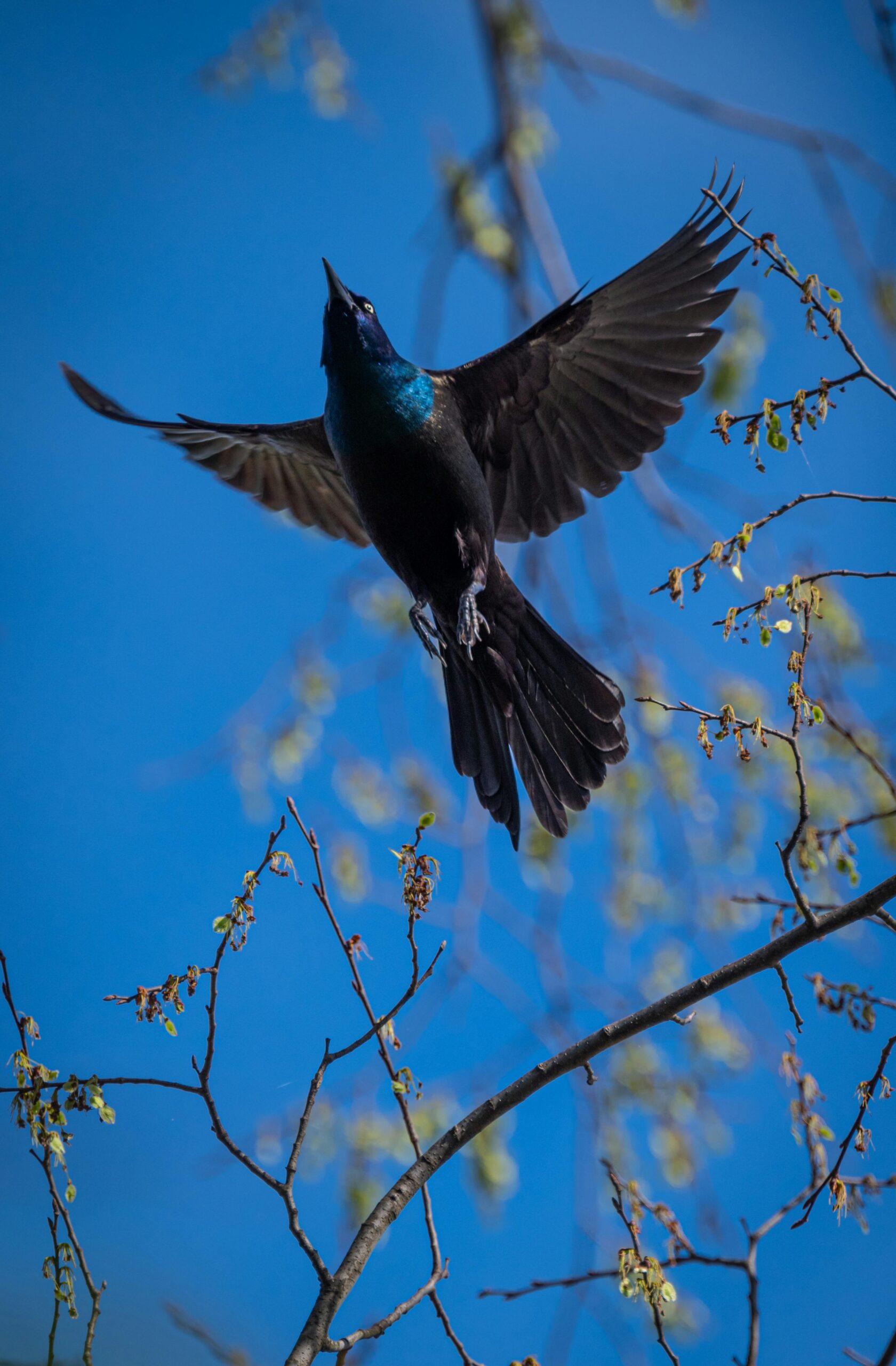 A wild common grackle soaring through a clear blue sky amidst budding branches.