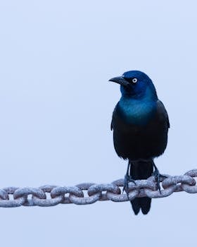 A Common Grackle perched on a frosty chain during winter in Toronto, Canada.